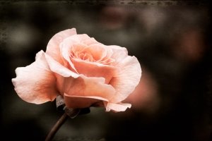 ©Janet Scott, Rose Hamilton Gardens, Photograph ©Janet Scott, Rose Hamilton Gardens, Photograph